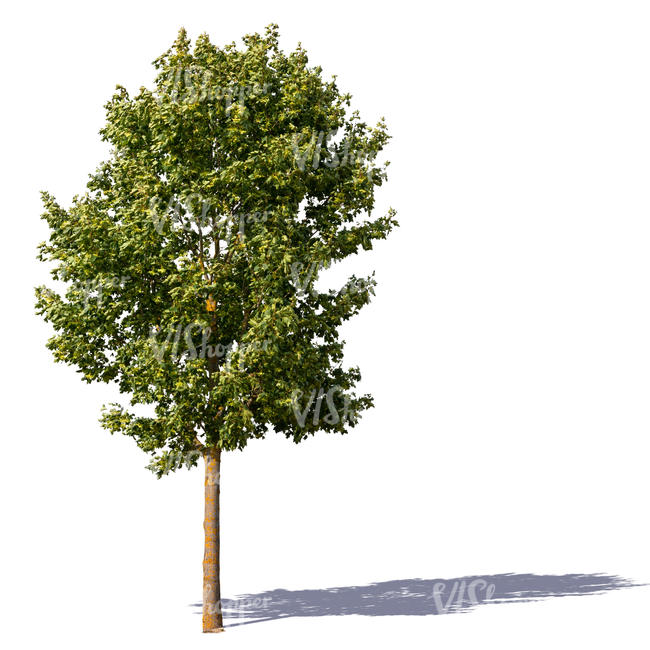 maple tree in sunlight