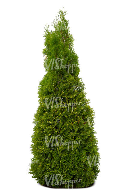 cut out thuja in shade