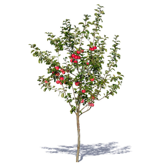 small apple tree with apples