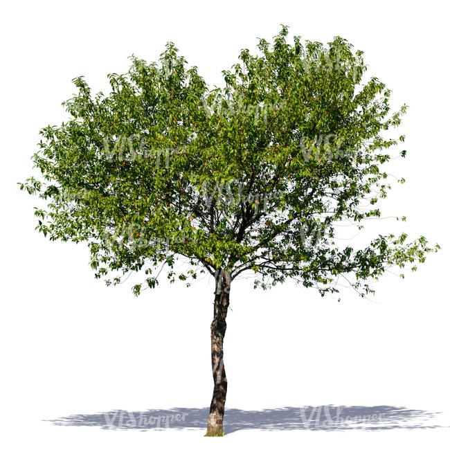 medium size deciduous tree