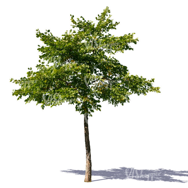 small linden tree in summer