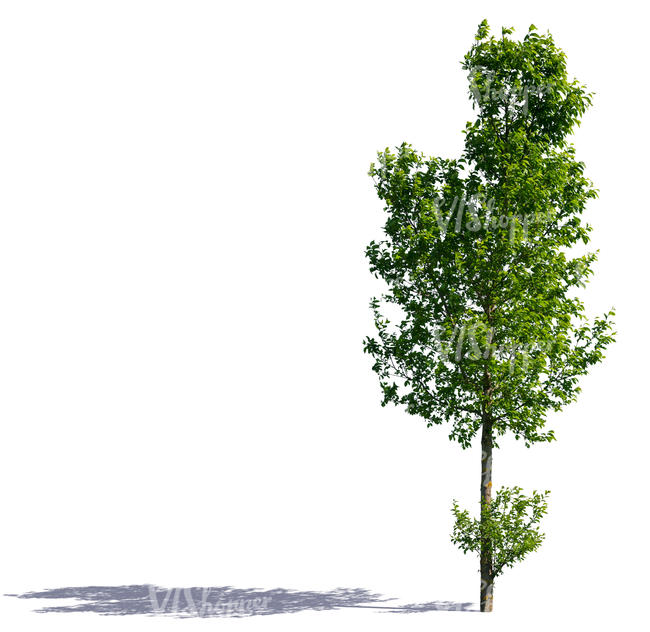 sidelit medium size tree