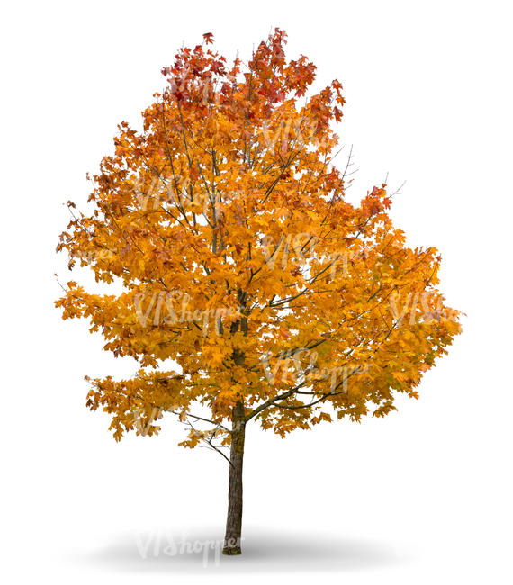 golden maple in autumn