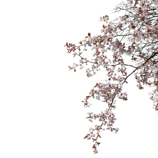 blooming cherry tree branch