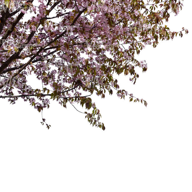 branch with pink blossoms