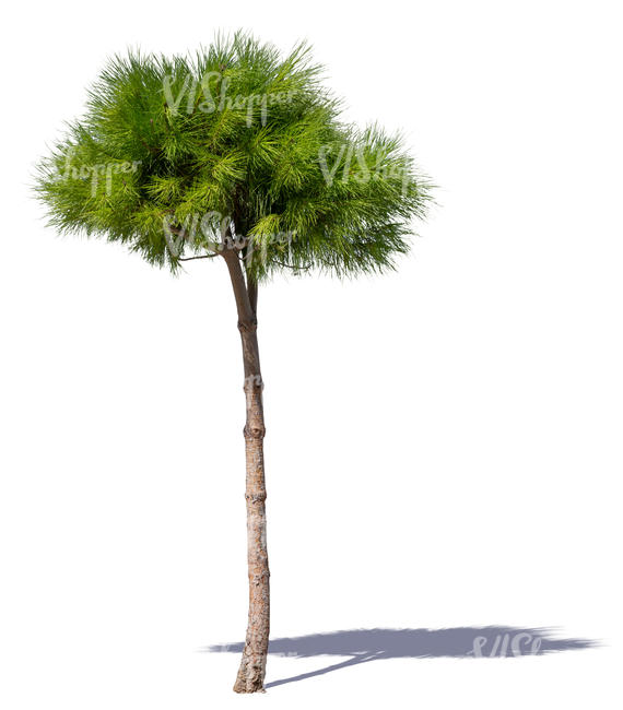 small pine tree
