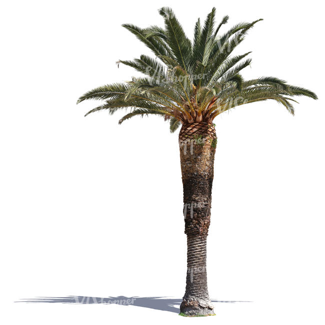 classical palm tree