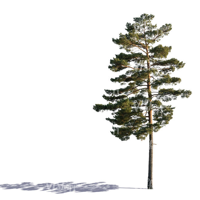 sidelit pine