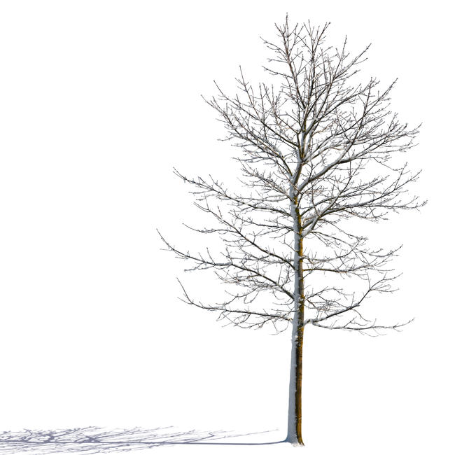 sidelit winter tree