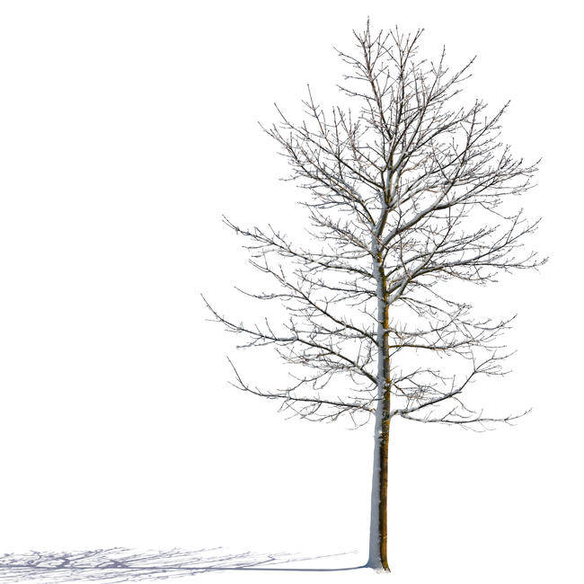 sidelit winter tree - VIShopper