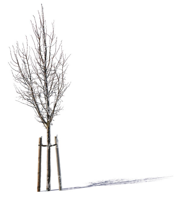 small winter tree with support crate