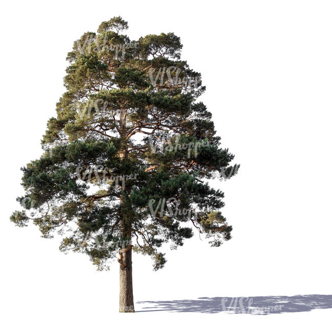 sidelit big pine