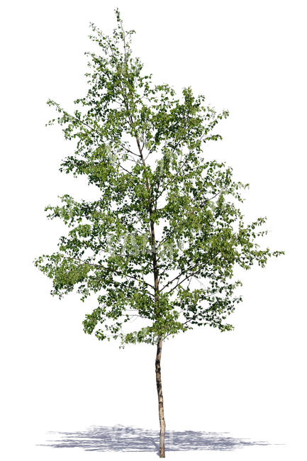 medium size deciduous tree