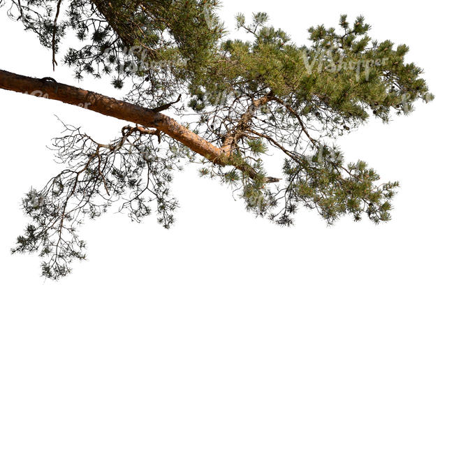 pine branch in sunlight