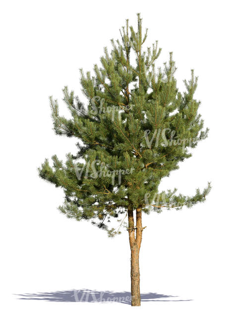 cut out small pine tree