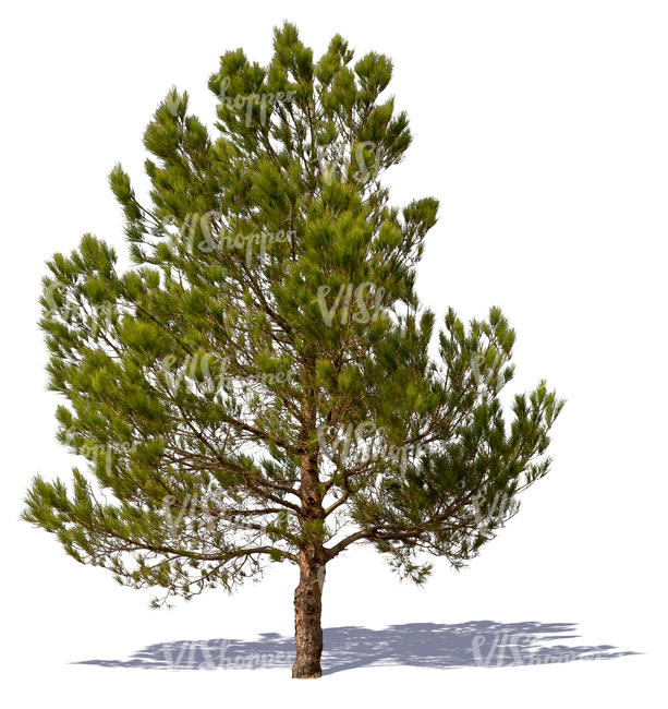 cut out medium pine tree