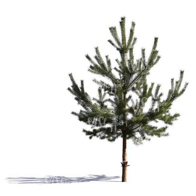 cut out small pine tree