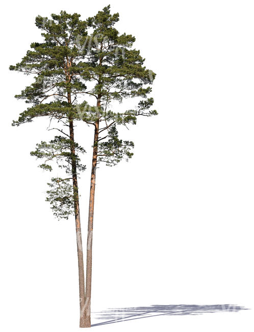 cut out two pine trees in sunlight