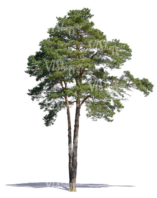 cut out pine tree