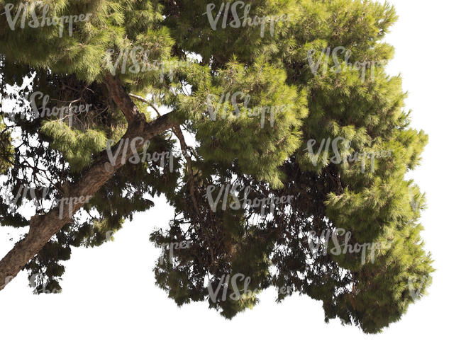 cut out branch of a pine tree with cones