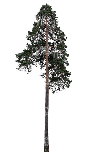 tall pine in ambient light