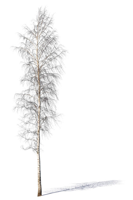 leafless birch tree
