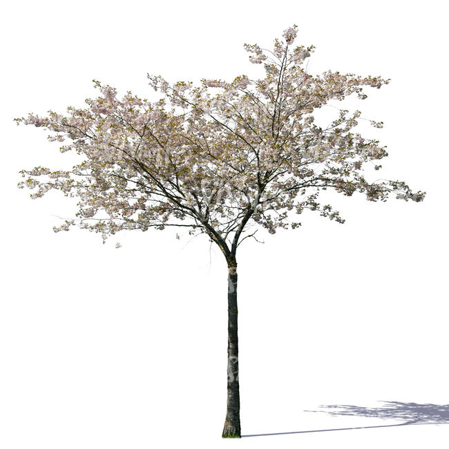 small blooming cherry tree