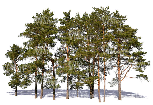 group of pines