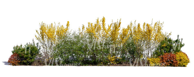 group of different blooming bushes