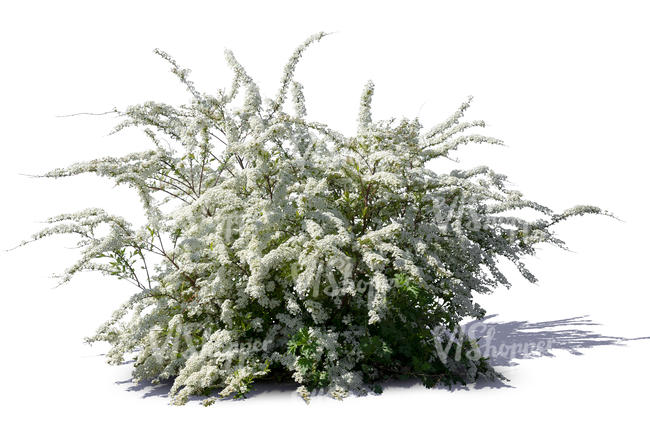 blooming white meadowsweet