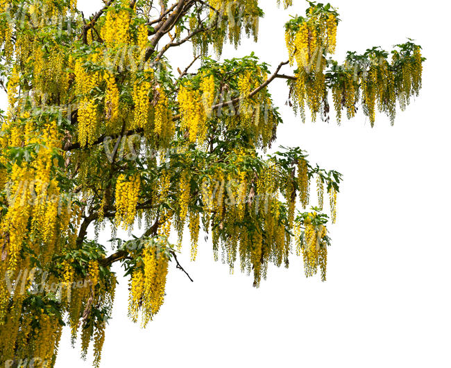 branch of a blooming golden rain tree