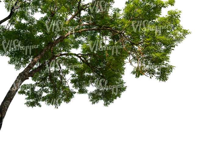 branch of an ash tree