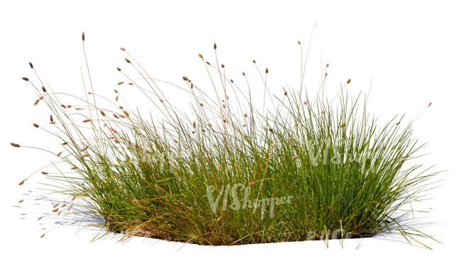 tuft of grass