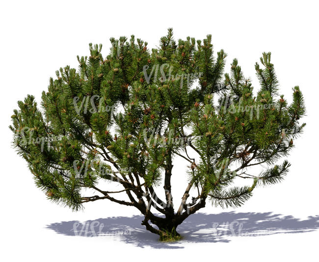 small mountain pine