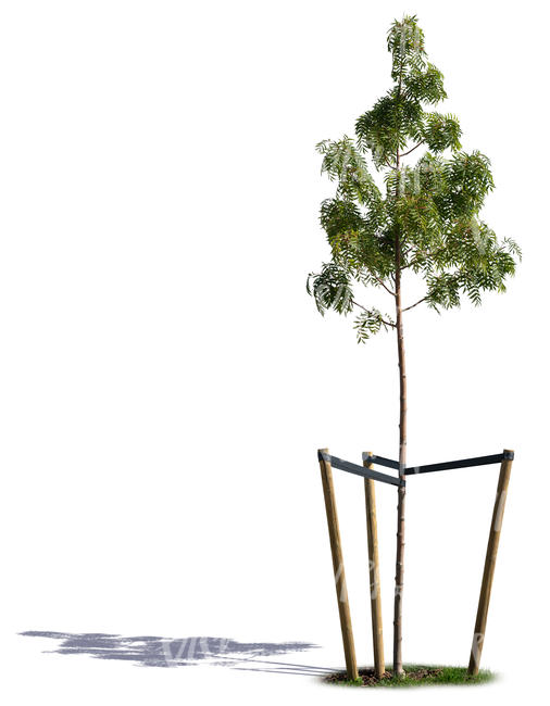 small willow tree with crate