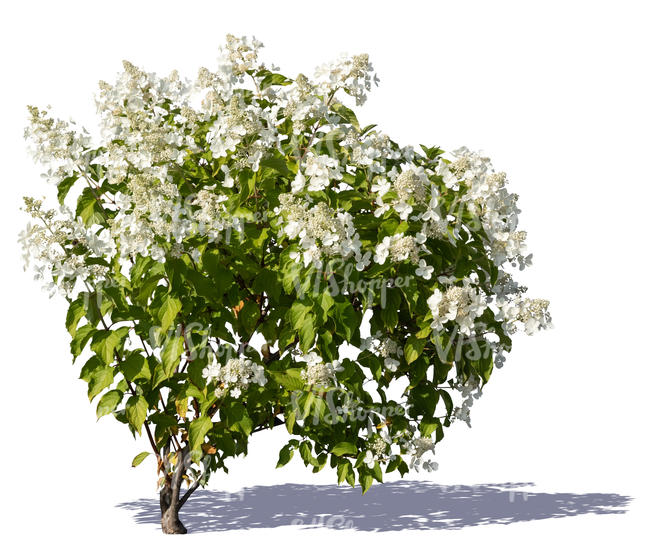 blooming white hortensia