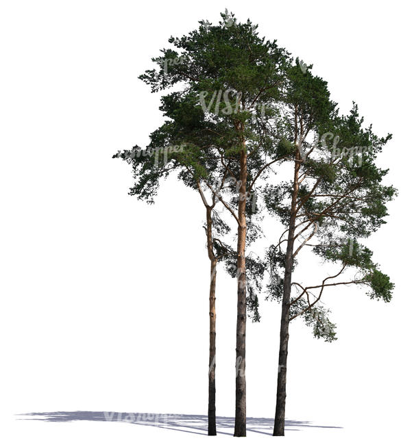 group of tall pine trees