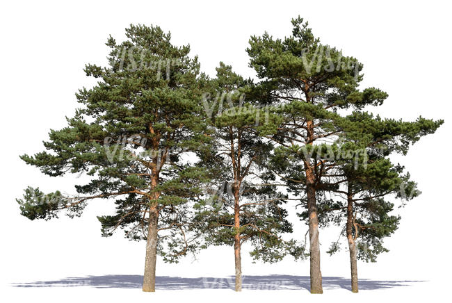 group of pines in sunlight