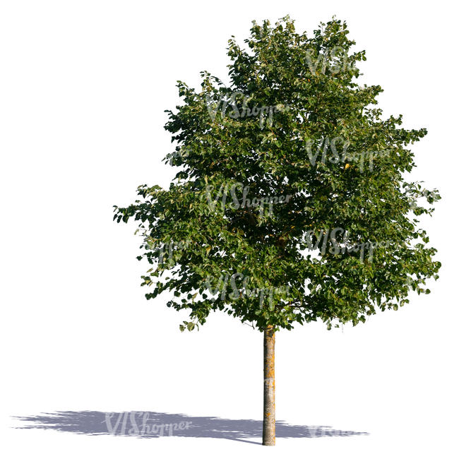 medium size linden tree