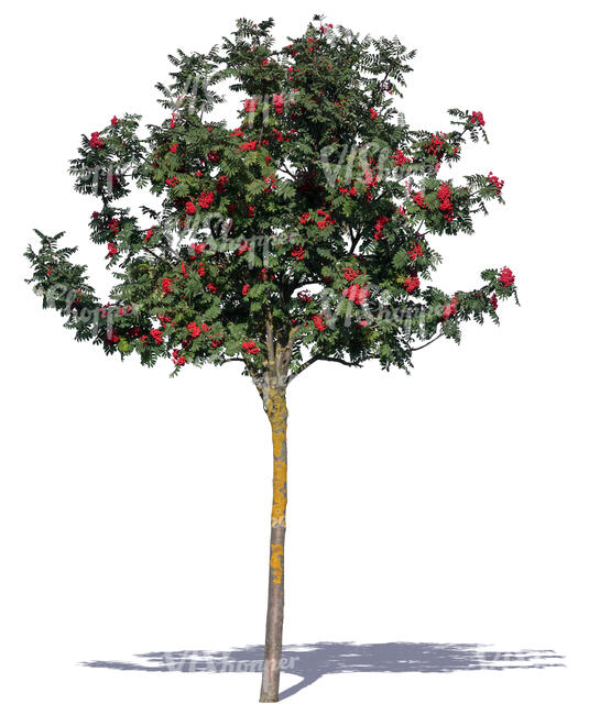 small rowan tree with ripe berries