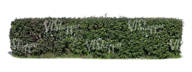 hedge in sunlight