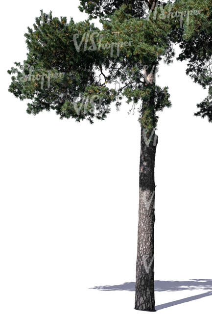 pine trunk in sunlight