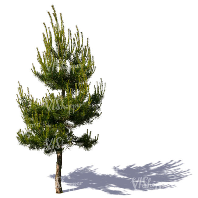 small pine tree in sunlight