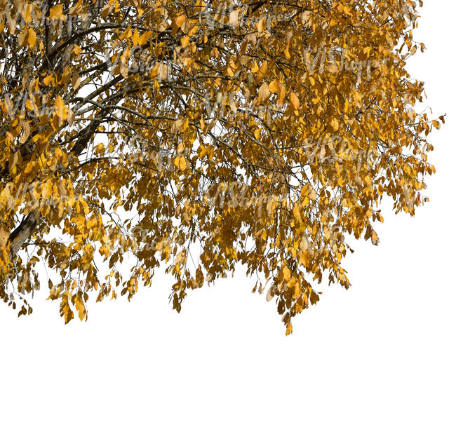 branch of a tree with golden fall leaves
