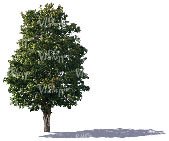 backlit big maple tree