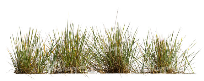 four tufts of grass in sunlight