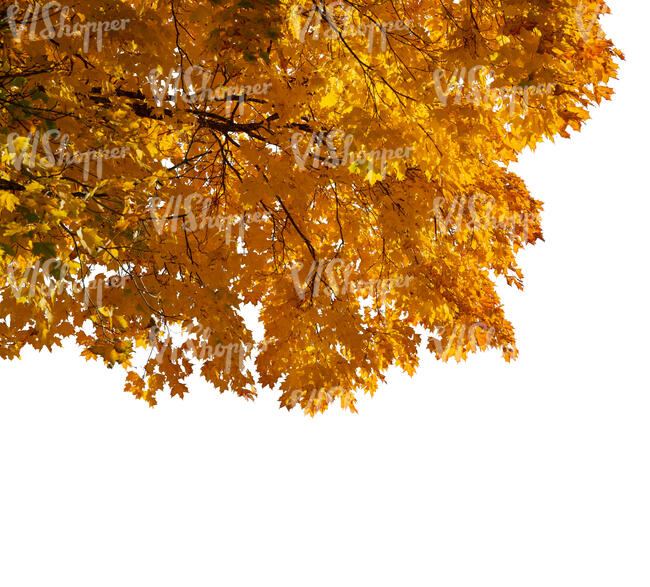 branch of a maple tree with yellow leaves