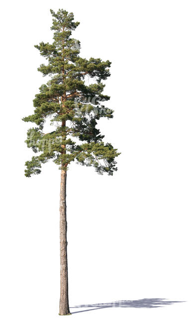beautiful medium size pine tree