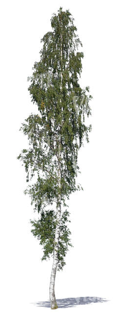tall birch in summertime
