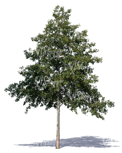 medium size linden tree